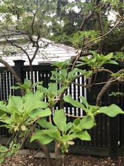 Enkianthus