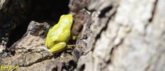 Hyla flaviventris