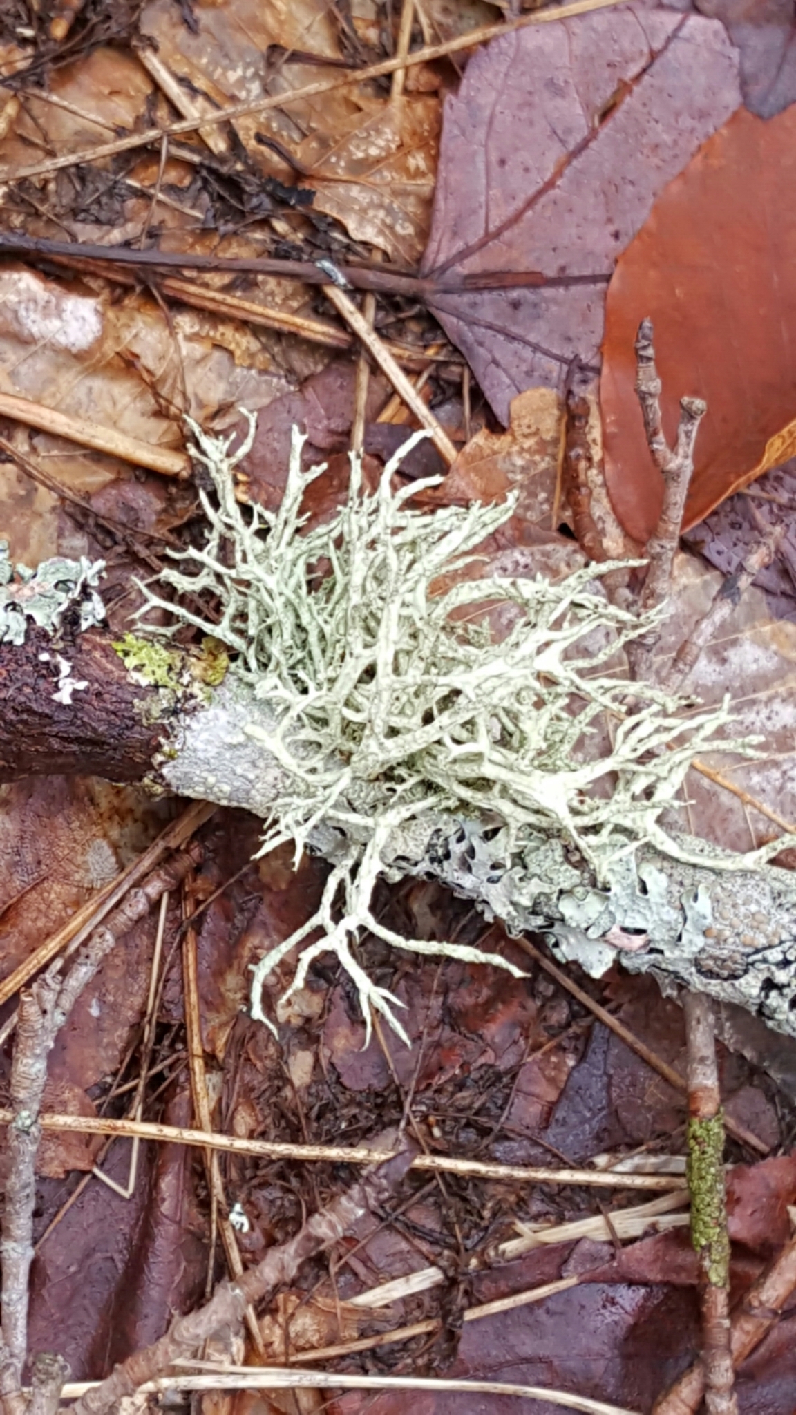 Parmeliaceae image