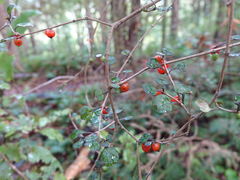Coprosma spathulata spathulata