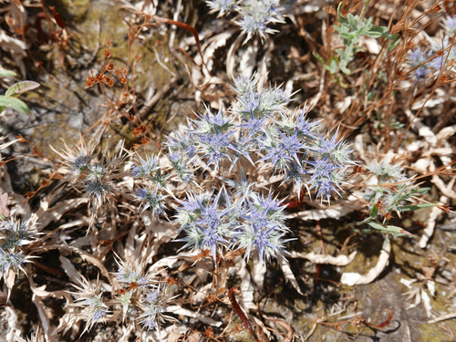 Eryngium galioides