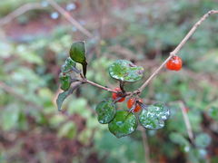 Coprosma spathulata spathulata