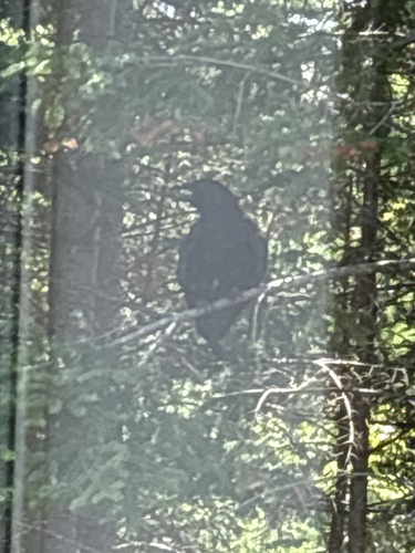 Crows and Ravens