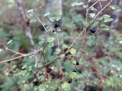 Coprosma spathulata spathulata