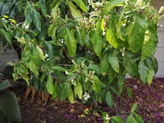 Justicia adhatodoides