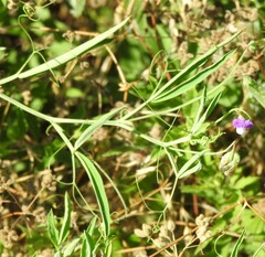 Lathyrus hirsutus