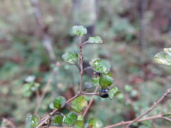 Coprosma spathulata spathulata