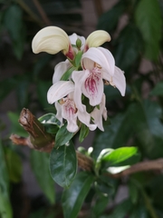 Justicia adhatodoides