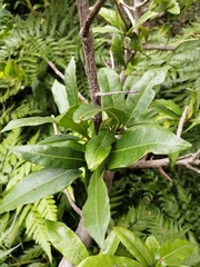 Acridocarpus natalitius