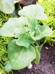 Baculellum articulatum