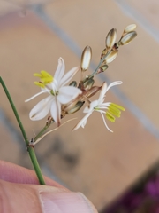 Chlorophytum bowkeri