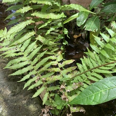 Christella parasitica