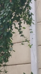 Cynanchum obtusifolium