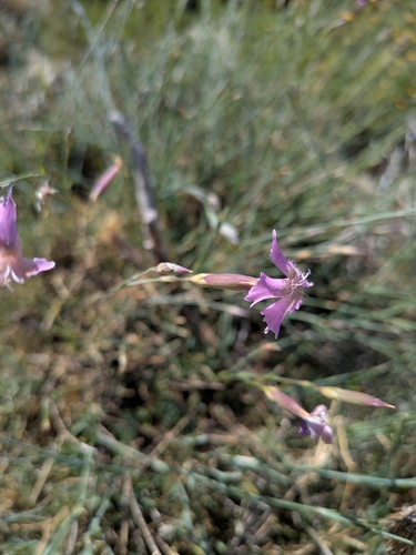 Dianthus lusitanus, photograph 5