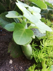 Baculellum articulatum