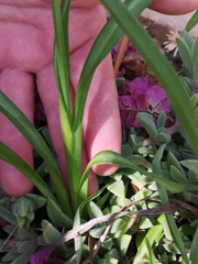 Chlorophytum bowkeri