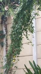 Cynanchum obtusifolium