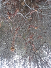 Hippophae rhamnoides