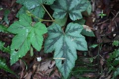 Rubus reflexus hui