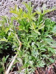 Artemisia vulgaris kamtschatica