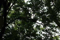 Callosciurus erythraeus