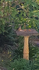 Turdus olivaceus