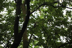 Callosciurus erythraeus