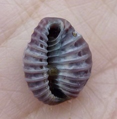 Pseudopusula californiana