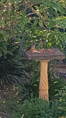 Turdus olivaceus