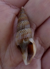 Ophiodermella inermis