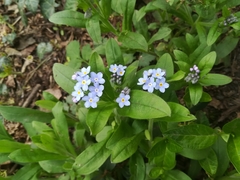 Myosotis