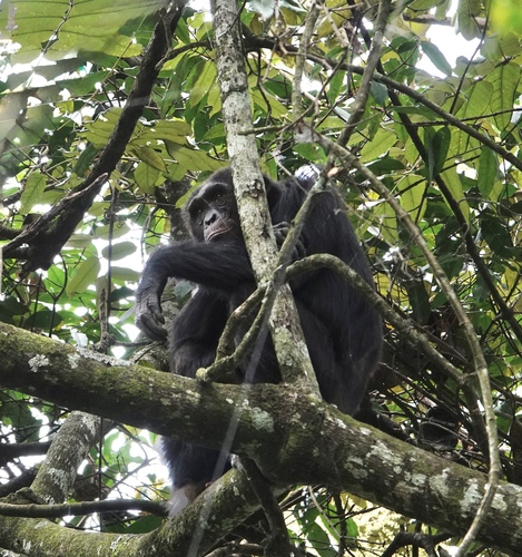 Eastern Chimpanzee
