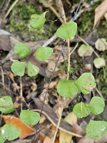 Adiantum jordanii, photograph 5