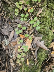 (c) vultur-cadens, some rights reserved (CC BY) Adiantum jordanii, photograph (c) vultur-cadens, some rights reserved (CC BY)