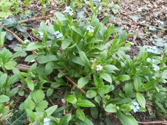 Myosotis