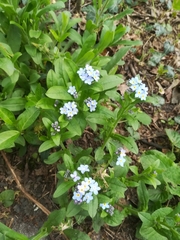Myosotis