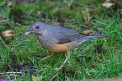 Turdus olivaceus