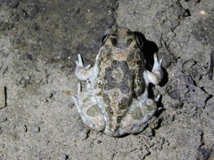 Tomopterna cryptotis