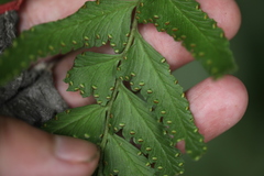 Microlepia marginata bipinnata