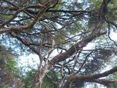 Carduelis carduelis britannica