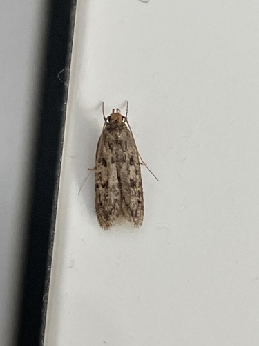Brown House Moth