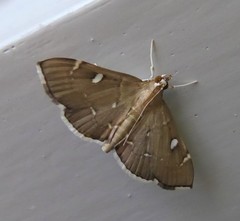Protonoceras capitalis