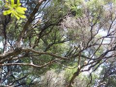 Carduelis carduelis britannica