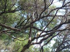 Carduelis carduelis britannica