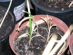 Crocosmia aurea aurea