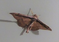 Hyposidra infixaria