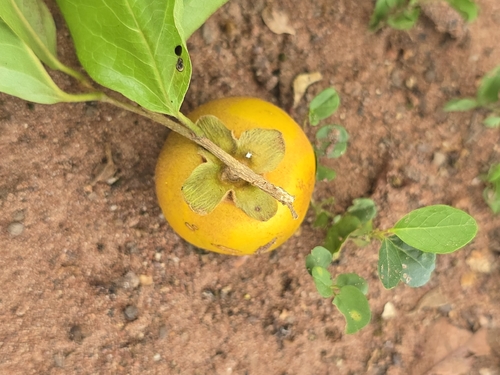 Diospyros rhodocalyx