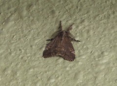 Dasychira chekiangensis