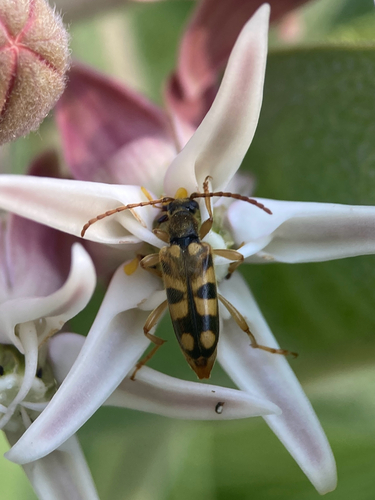 iNaturalist observation photo of Xestoleptura