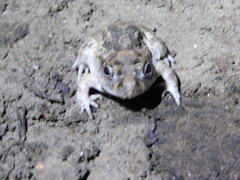 Tomopterna cryptotis